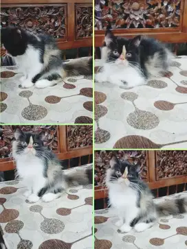 Kitten Persia Peaknose