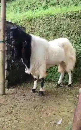 Kambing & Sapi Qurban
