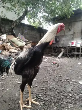 Ayam jalak wido