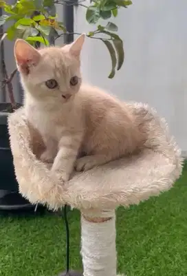 BSH Cream kitten