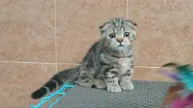 Gaelic/ Munchkin Scottish fold jantan