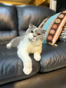 Kucing Scottish Fold