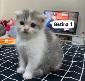 Adopsi kucing bsh mix persia adopt kucing