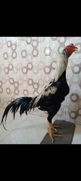 Ayam bulbi ORI ukuran bsar