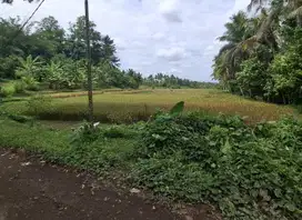 Dijual tanah view sawah di selemadeg tabanan