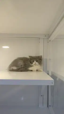 Kucing kitten persia longhair abu putih