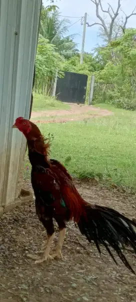 Jual sepasang Ayam Ekor Lidi