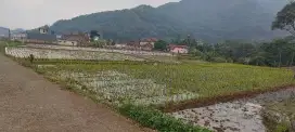 Dijual cepat tanah sawah