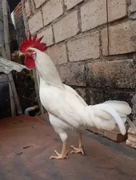 Ayam kampung putih jantan jago umur 7-8 bulan