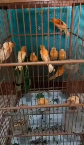 Paud kenari merlok