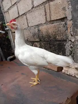Ayam kampung putih betina muda bisa untuk kawin silang ketawa hutan
