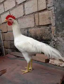 Ayam kampung putih jantan jago muda umur 6 bulan