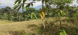 Dijual Tanah Untuk Caffe Atau Villa Di Cijeruk Bogor