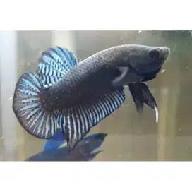 ikan import vietnam