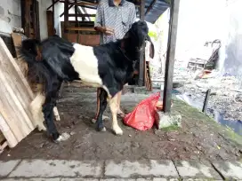 jual kambing qurban,aqiqoh,tasyakuran