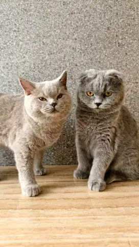 British Shorthair dan Scottish Fold Betina