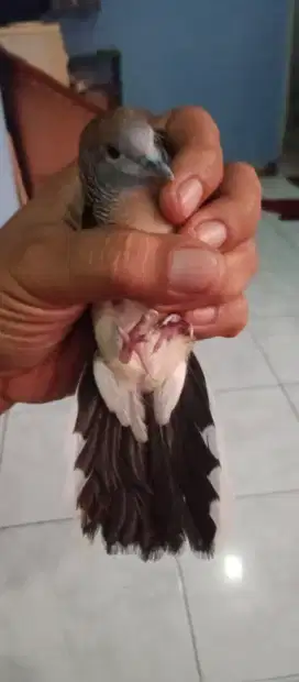 Burung Katurangan Perkutut Ekor 14