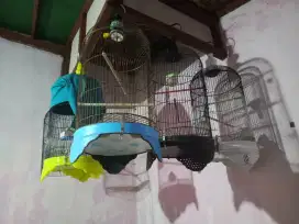 Kandang burung Lovebird ebod