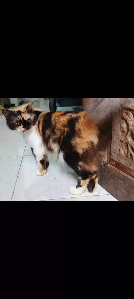 Kucing persia betina Gemoy