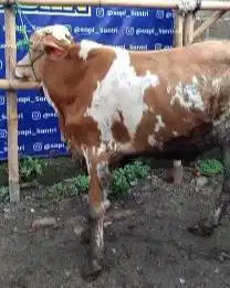 sapi limosin 20 jutaan ekonomisan siap qurban 2025 kisaran 280kiloanUP