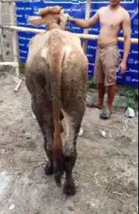 sapi limosin 20jutaan siap kurban murmer kisaran 280kiloan jamin puas