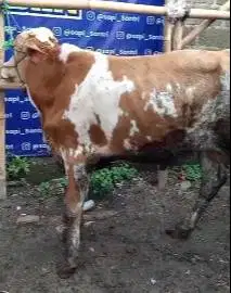 sapi limosin 20jutaan siap kurban murmer kisaran 280kiloan jamin puas