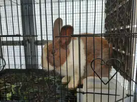 Jual kelinci dutch calon pejantan