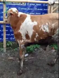 sapi qurban limosin 20 jutaan murmer ekonomisan kurleb 280 kiloan UP