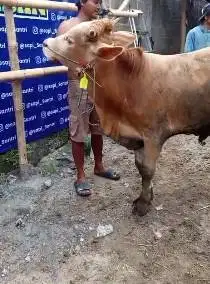 sapi qurban limosin 20 jutaan murmer kisaran 280kiloUP ekonomisan puas