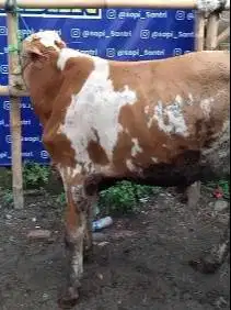 sapi limosin 20jutaan kurleb 280 kiloan siap kurban murmer ekonomisan