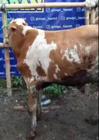 sapi limosin 20jutaan murmer 280kiloanUP ekonomisan kurban hemat puas