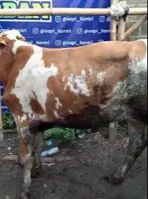 sapi limosin 280kiloanUP kurban hemat minimalis ekonomisan jamin puas