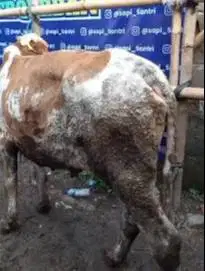 sapi limosin 20jutaan 280kiloan siap sapi qurban ekonomisan hemat puas