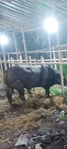 Sapi Super Belgian Blue 580 Kg Nego