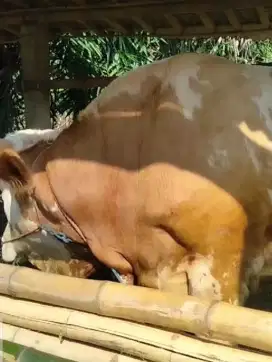 hewan qurban @sapi bobot 800 kg