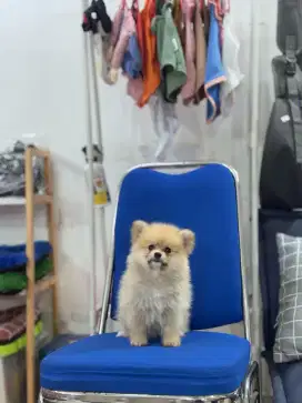 Minipom Betina Non stambum