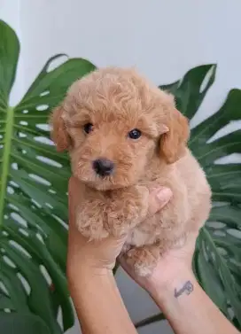 Anjing Toy Poodle