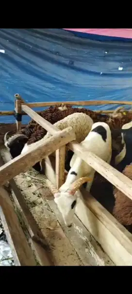 Hewan qurban murah 2025#hewan qurban bandung#domba murah#sapi murah#
