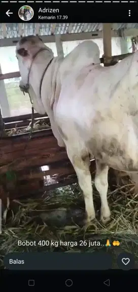 sapi QURBAN bobot 400 kg