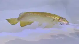 Arowana golden GH crossback 24k