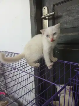 Kucing scottish x persia