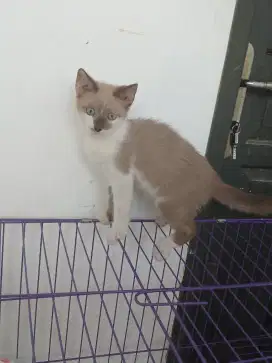 Kucing ragdoll x persia