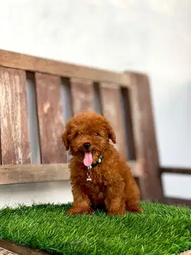 Red toy poodle betina 2 bulan