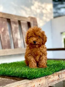 Red toy poodle jantan 2 bulan