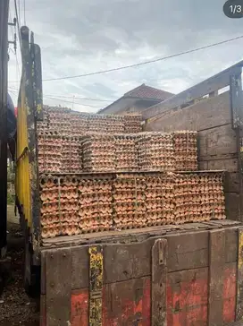 Suplayer telur amanah dunia akhirat