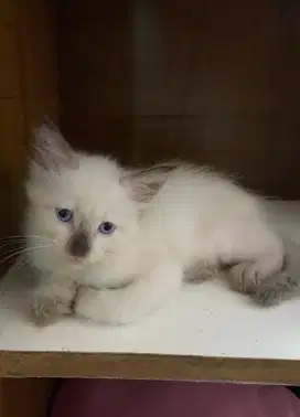 OPEN ADOPT KUCING HIMALAYA SIAM