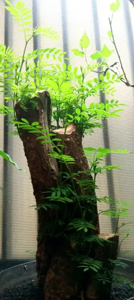 Bonsai asem saraf