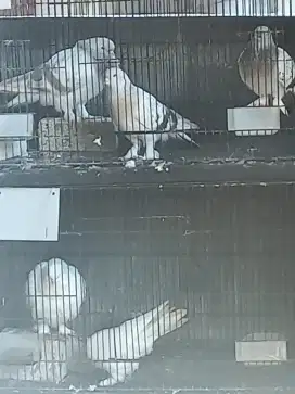 Merpati turkis takla