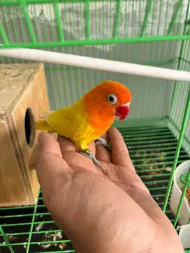 Lovebird kuning janda