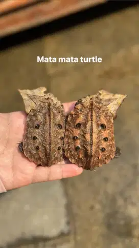 Mata Mata Peruvian Turtle 6,3 cm